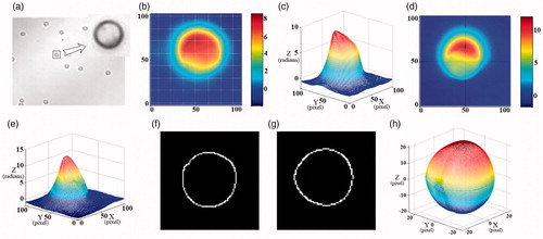 Figure 8. (a) The bright field micrograph of the neutrophil; (b,d) the 2D unwrapped phase images along x and y axes; (c,e) the 3D unwrapped phase images corresponding to (b,d,f,g) the edge-strengths of the phase image in x-z and y-z planes, (h) 3D reconstruction result of the cell.
