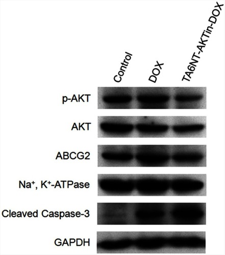 Figure 4 Western blotting of p-AKT, AKT, ABCG2 and cleaved caspase-3 in BCSCs with the treatment of DOX and TA6NT-AKTin-DOX.