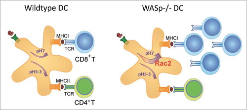 Figure 2. Schematic presentation of antigen presentation in wildtype and WASp−/− dendritic cells. Due to increased Rac2 assembly of the NADPH complex in WASp−/− dendritic cells, antigen is shuttled into the cross-presentation pathway for activation of CD8+ cytotoxic T cells. Abbreviations: DC; dendritic cell, WASp; TCR; T cell receptor, WASp; Wiskott-Aldrich syndrome protein.