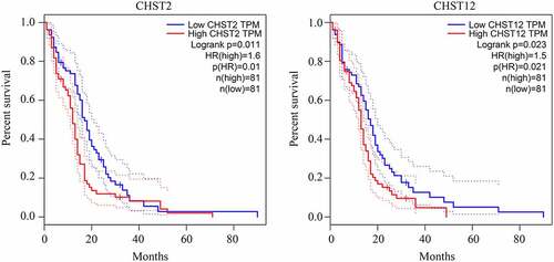 Figure 2. Relationship between the expression of the members of the CHST family and overall survival rate in patients with GBM