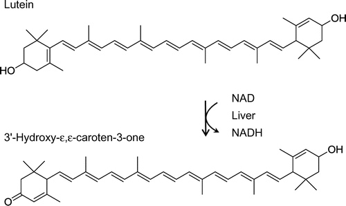 Fig. 1. Proposed metabolic transformation from lutein to 3′-hydroxy-ε,ε-caroten-3-one.