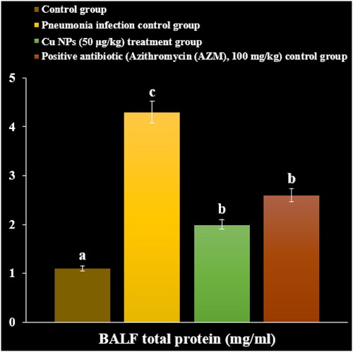 Figure 11. The effect of CuNPs on BALF total protein levels.