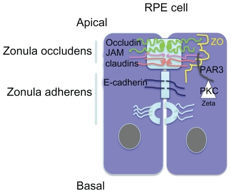 Figure 1 Schematic representation of apical junction complex (AJC) in epithelial cells. Zonula occludens comprises the tight junctions constituted by members of the transmembrane claudin, occluding, and JAM proteins. Cytoplasmic proteins such as ZO and PARCitation3,Citation6 link them to the cytoskeleton. PKCζ phosphorylates these proteins and thereby intervenes in the junction proteins complexes formation.
