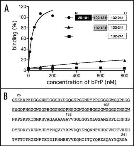 Figure 4 Binding affinity of anti-bPrP aptamer apt #1 for deletion variants of bPrP. (A) Circles, triangles and squares indicate full length bPrP (25–241), bPrP (102–241) and bPrP (132–241), respectively. (B) The amino-acid sequence alignment of bPrP. The apt #1 binding region is underlined.