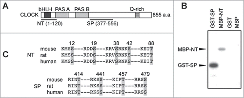 Figure 3. N-terminal region and Ser/Pro-rich region of CLOCK is phosphorylated by CaMKII. (A) Schematic drawing of the structure of mouse CLOCK protein. The N-terminal (NT) and Ser/Pro-rich (SP) region of CLOCK protein were subjected to the in vitro CaMKII phosphorylation assay. (B) In vitro CaMKII phosphorylation assay. GST-SP, MBP-NT, GST or MBP was used as a substrate protein for the in vitro CaMKII phosphorylation assay. GST-SP and MBP-NT were phosphorylated by 30K-CaMKII, whereas no significant phosphorylation was detected with GST or MBP. (C) Consensus CaMKII phosphorylation sequences (R/KXXS/T) in NT and SP region of CLOCK. The consensus sequences of mouse CLOCK were aligned with the corresponding regions of rat and human CLOCK. Gray areas indicate potential phosphorylation sites.