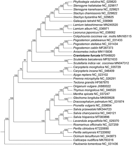 Figure 1. Maximum-likelihood tree of Lamiaceae inferred from 79 protein-coding genes of 38 plastomes (including outgroup). Bootstrap values are indicated above branches.