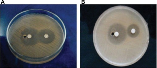Figure 2 Extended-spectrum β-lactamase production by Salmonella enteritidis and Salmonella typhi in plates (A) and (B), respectively.
