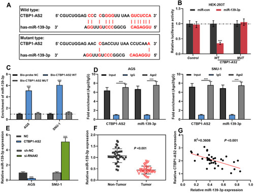 Figure 3 CTBP1-AS2 targetedly regulated miR-139-3p. (A) Bioinformatics analysis predicted the binding site between CTBP1-AS2 and miR-139-3p. (B) Dual-luciferase reporter experiment was conducted to detect the binding relationship between CTBP1-AS2 and miR-139-3p. (C–D) RNA pull-down assay and Ago2-RIP assay were used to verify the relationship between CTBP1-AS2 and miR-139-3p in GC cells. (E) After overexpression or knockdown of CTBP1-AS2, qRT-PCR was utilized for detecting miR139-3p expression in GC cells. (F–G) qRT-PCR was used for detecting miR-139-3p expression in GC tissues (F), and the correlation between the miR-139-3p and CTBP1-AS2 was calculated (G). ***P < 0.001.