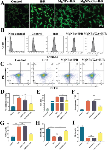 Figure 4 In vitro antioxidant effects of MgNPs/GA. (A) Fluorescent probe DCFH-DA staining images of HL-1 after 24 h treatment with each groups, scale bar: 50µm. (B) Detection of intracellular DCFH-DA fluorescent probe by flow cytometry. (C) Percentage of apoptosis detected by flow cytometry. (D) Quantification of DCFH-DA staining with fluorescent probes. (E) Quantification of the mean fluorescence intensity after flow cytometry. (F) Quantification of the percentage of HL-1 apoptosis after flow cytometry detection. (G–I) MDA, SOD and GPx levels were measured by ELISA kits. Results are presented as mean ± SD (N = 3), NS = not significant (P > 0.05), *P < 0.05, **P < 0.01, ****P < 0.001.