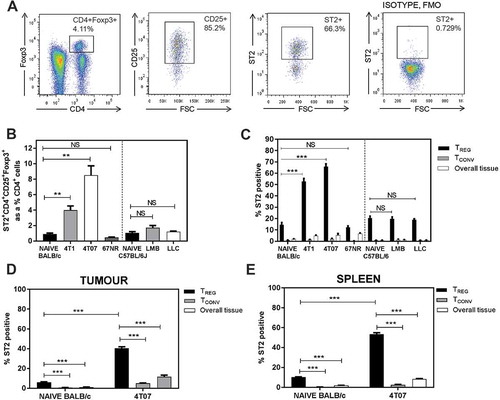 Figure 2. ST2+ Tregs accumulate in the lungs of mice bearing metastatic tumours 3 weeks post orthotopic implant. (a) Representative flow plots of lungs from a 4T07-bearing mouse; ST2 isotype fluorescence minus one (FMO) used for ST2 gating. (b) ST2+ Tregs, represented as a percentage of CD4+ T cells, are elevated in BALB/c mice bearing orthotopic 4T1 or 4T07 mammary carcinomas. Pulmonary ST2+ Tregs were not different in naïve vs EO771-LMB or LLC tumour-bearing C57BL/6 mice. (c) Elevated ST2+ Tregs in the lungs of 4T1 and 4T07 tumour-bearing mice. The percentage of Tregs expressing ST2 in the lungs was increased relative to ST2 expressing conventional CD4+ T cells (Tconv, CD4+CD25low/-Foxp3−). ST2+ Tregs were also increased in (d) primary tumour and (e) spleen of 4T07 tumour-bearing mice relative to naïve control tissue (mammary fat pads for tumours). Data are n = 4–6 mice per group from two independent experiments analyzed using Student’s two-tailed t-test, ** p ≤ 0.01, *** p ≤ 0.001.