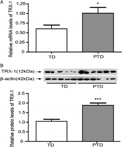 Figure 2. The expressions of TRX-1 in placenta of PTD (n = 29) and TD (n = 29). (A) The mRNA levels of TRX-1 in placenta of PTD and TD by real-time PCR. (B) The expression of TRX-1 protein in placenta of PTD and TD by western blot. The relative protein density was normalized to β-actin. Bars indicate the mean value ± SD. Asterisks indicate statistical significance (*P < 0.05, ***P < 0.001). PTD, preterm delivery; TD, term delivery.