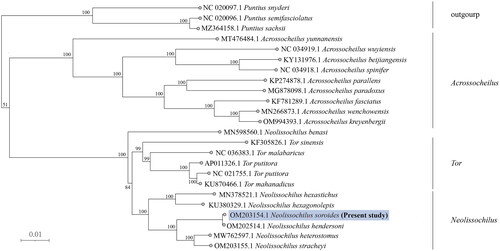 Figure 3. Phylogenetic analysis of N. soroides based on the entire mtDNA genome sequences of 24 Cypriniformes available in GenBank. Numbers above the nodes indicate 1000 bootstrap values. Accession numbers are shown before species names. The following sequences were used: Neolissochilus hendersoni OM202514.1 (Guo et al. Citation2023), Neolissochilus stracheyi OM203155.1 (Wei, Z. et al. 2022), Neolissochilus heterostomus MW762597.1 (He et al. Citation2021), Neolissochilus hexagonolepis KU380329.1 (Zhou et al. Citation2016), Neolissochilus hexastichus voucher MN378521.1 (Singh et al. Citation2021), Tor sinensis KF305826.1 (Huang et al. Citation2015), Tor malabaricus NC 036383.1 (Chandhini et al. Citation2019), Tor putitora AP011326.1 (Sati et al. Citation2014), Tor mosal mahanadicus KU870466.1 (Sarma et al. Citation2022), Tor putitora NC 021755.1 (Sati, J. et al. 2014), Neolissochilus benasi MN598560.1 (Gu et al. Citation2020), Acrossocheilus yunnanensis MT476484.1 (Chen et al. Citation2022), Acrossocheilus spinifer NC 034918.1 (Zhao et al. Citation2022), Acrossocheilus beijiangensis KY131976.1 (Liu et al. Citation2018), Acrossocheilus wuyiensis NC 034919.1 (Yuan et al. Citation2017), Acrossocheilus paradoxus MG878098.1 (Ju et al. Citation2018), Acrossocheilus parallens KP274878.1 (Xie et al. Citation2016), Acrossocheilus fasciatus KF781289.1 (Cheng et al. Citation2015), Acrossocheilus kreyenbergii OM994393.1 (Zhou et al. Citation2023), Acrossocheilus wenchowensis MN266873.1 (Pan et al. Citation2019), Puntius snyderi NC 020097.1 (Jang-Liaw et al. Citation2013), Puntius sachsii MZ364158.1 (Sun et al. Citation2023), Puntius semifasciolatus NC 020096.1 (Sun et al. Citation2023), Puntius chalakkudiensis NC 018566.1 (Khare et al. Citation2014).