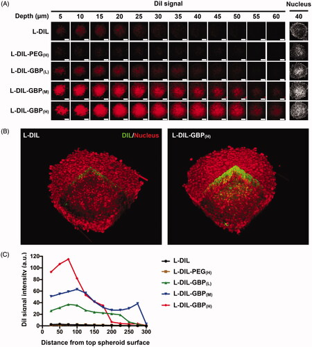 Figure 2. Drug penetration activity of L-DIL-GBP in spheroids. Heterospheroids composed of A549 and NIH-3T3 cells were incubated with different formulations of L-DIL for 4 h. (A) Penetration capacity was measured by CLSM Z-stack scanning with pinhole: 1.7 μm; Z interval: 1.0 μm between consecutive slides. Nuclei stained by SYTO16; DiI (red). Magnification: 20×; scale bar: 100 μm. (B) Three-dimensional images were reconstructed to illustrate L-DIL or L-DIL-GBP(H) penetration into the heterospheroids. DiI signal (green); nucleus (red). (C) Quantitative analysis between the mean intensity of the Dil signal and the distance to the center of the spheroid. The data are the mean ± SD, averaged from three separate experiments. *, **, and *** indicate p < .05, p < .01 and p < .001 under the two-tailed t-test, respectively.
