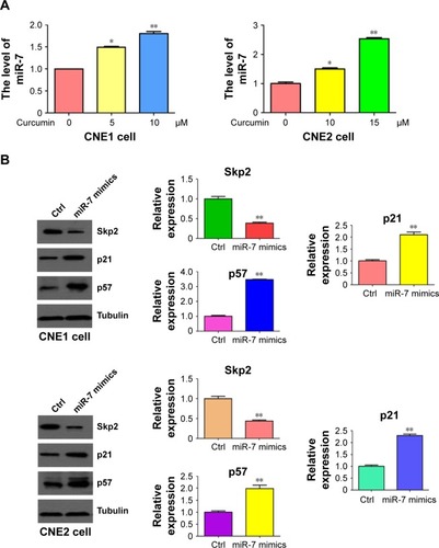 Figure 6 Curcumin upregulated miR-7 level in NPC cells.