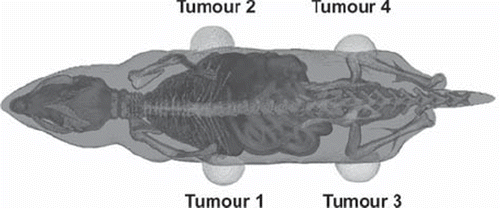 Figure 1. Dorsal view of the generated Moby phantom, showing the four different tumour locations on the left and right flanks and thighs.