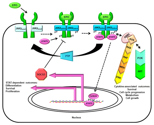 Figure 3. The canonical cytokine/JAK/STAT/SOCS pathway. The canonical cytokine/JAK/STAT/SOCS pathway is illustrated with the example of erythropoieitin/JAK2/STAT5/SOCS3. Canonical pathways stimulate cytokine and cytokine-like hormone receptor-dependent activation of tyrosine kinase activity in JAKs, resulting in an elevation of JAK activity state, phosphorylation of docking sites on the receptor, and the recruitment and tyrosine phosphorylation of STATs. Tyrosine-phosphorylated STATs oligomerize, translocate into the nucleus, and stimulate gene transcription. One of the transcribed genes encodes SOCS, which primarily provides negative feedback via inhibition of JAK's action and initiating proteasomal degradation of the activated receptor complex; upon tyrosine phosphorylation it also promotes survival via the Ras pathway.Citation126 Other tyrosine phosphorylation-dependent interactions initially catalyzed by JAK, such as coupling the EPO receptor (EPOR) to the RAS/RAF/MEK/ERK pathway via GRB2/SOS, or coupling EPOR to the PI3K/AKT pathway, may not be considered by all authors to be part of the canonical pathway per se, yet they must be considered to understand the cytokine-proximal events of cell biology.