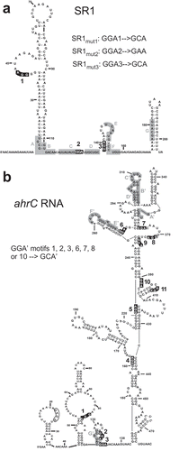 Figure 1. Secondary structures of SR1 and ahrC483 mRNA.Secondary structures of SR1 (a) and ahrC mRNA (b) as determined before [Citation8] are shown. GGA motifs are highlighted in black and numbered. Complementary regions A to G in SR1 and A’ to G’ in ahrC mRNA are highlighted in grey. The SD sequence of ahrC is boxed. Mutations in GGAs of SR1 and ahrC are indicated.