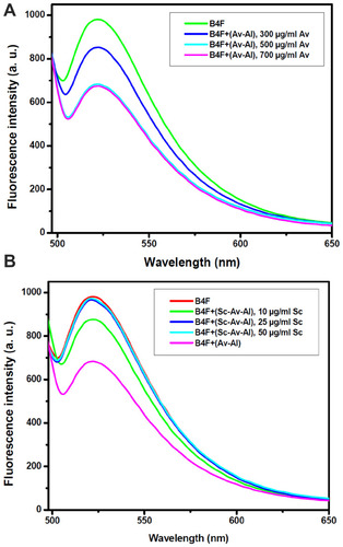 Figure 1 The fluorescence emission spectra of biotin-4-fluorescein: (A) after the addition of various concentrations of avidin. Biotin-4-fluorescein (B4F), avidin-alginate conjugates (Av-Al), avidin (Av), and (B) after the addition of various concentrations of sugar codes. Sugar codes-avidin-alginate conjugates (Sc-Av-Al), sugar codes (Sc).