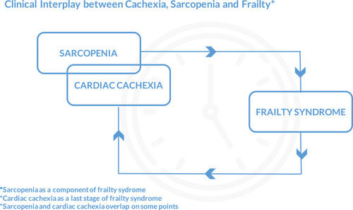 Figure 1 Clinical Interplay between Cachexia, Sarcopenia and Frailty. *Sarcopenia as a component of frailty syndrome; *Cardiac cachexia as a last stage of frailty syndrome *Sarcopenia and cardiac cachexia overlap on some points.