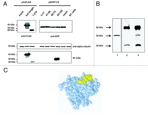 Figure 5. western blot analysis of (A) aldolase C peptides expressed in fusion with a GFP tag at the N-terminus. Total protein extracts obtained from Neuro2a cells alternatively transfected with the four pEGFP-C2 recombinant clones (see Table S2 for details), mock transfected or not transfected were separated by 12% SDS-PAGE and probed using the anti-aldolase C 9F mAb. To have a complete overview of the epitope-mapping, the 3xFLAG-tagged full-length aldolase C and clone 1 fusion proteins were included in the immunoblot panel. Alpha-tubulin served as loading control; anti-FLAG and anti-GFP antibodies were used to verify the transfections. (B) Aldolase C immunoprecipitation with the 9F mAb. Mouse brain lysate (1mg) was immunoprecipitated with the anti-aldolase C 9F mAb (lane 3, IP) after pre-clearing with mouse IgGs (lane 2, IgG). 1/10 of the total immunoprecipitated fractions were analyzed by western blot using the same 9F mAb. Twenty μg of total protein extract were included in the panel as input control (lane 1, Input). (C) Epitope-containing peptide 85–102 mapped on the protein subunit structure. Space filling representation of the aldolase C 3D structure (PDB code 1XFB). Peptide 85–102, which is highly exposed on the protein surface, is shown in yellow.