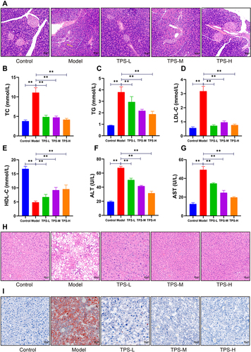 Figure 4 (A) Pathological changes of pancreas of mice in each group by HE staining (50μm). Effects of TPS on dyslipidemia and liver function in T2DM mice: (B-E) Changes in blood lipid levels after TPS treatment; (F-G) Changes in serum AST, ALT activities after TPS treatment; (H) Pathological changes of liver of mice in each group by HE staining (50μm); (I) Pathological changes of liver of mice in each group by oil red O dyeing (50μm). Control, Model, TPS-L, TPS-M and TPS-H (n = 6 per group) groups. Data are presented as the mean ± SD. **P < 0.01.