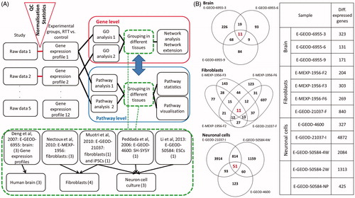 Figure 1. (A) Workflow to integrate and analyse the MECP2-related transcriptomics datasets. Analysis of raw data results in a list of significantly (above the threshold) changed genes. Datasets were grouped according to their tissue origin into human brain, fibroblasts, and neuron cell culture. Changed gene lists are the basis for a gene-wise comparison or search for commonly DEGs compared directly (using GO analysis) or a pathway approach where gene lists are first used to identify affected molecular pathways and then the commonly differentially affected pathways are identified. (B) The overlapping DEGs in the three different tissue groups (red numbers) and the DEGs for each experimental tissue group (right). Log2FC threshold = ±1.