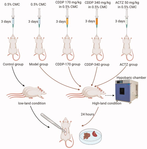 Figure 1. Workflow for a hypobaric hypoxic model establishment and experimental design of treatment for each group.