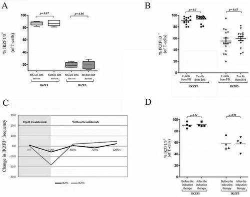 Figure 4. The modulation of IKTF1/3 expression in vivo and in vitro. Changes in IKZF1/3+ T-cell frequency after incubation with MGUS BM serum or MMIII BM serum.IKZF1/3 expression levels in T-cells from the peripheral blood or bone marrow of 15 MMIII patients.The expression levels of IKZF1/3 in the DMSO-treated and lenalidomide-treated T-cells; after 24 h, the lenalidomide and DMSO were washed from the cells, and the changes were monitored every 24 h (n = 3).IKZF1/3+ T-cell frequency in 4 patients with MMIII before and after induction therapy (4xVRD).