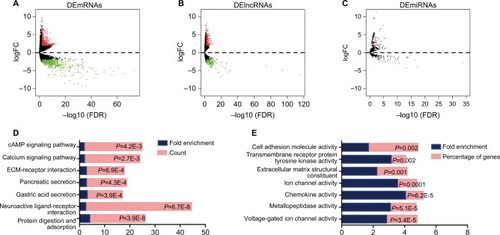 Figure 2 Aberrantly expressed mRNAs, lncRNAs, and miRNAs in esophagus cancer and their enrichment analysis.Notes: (A) Volcano plot of DEmRNAs between normal and tumor groups. Horizontal axis represents –log(false discovery rate [FDR]), and vertical axis represents log2(fold change [FC]). Red dots represent high-expression genes and green dots low-expression genes (adjusted P<0.05 and |log2(FC)|>2). (B) Volcano plot of DElncRNAs between normal and tumor group of esophagus cancer (adjusted P<0.05, |log2(FC)|>2). (C) Volcano plot of DEmiRNAs between normal and tumor groups (adjusted P<0.05, |log2(FC)|>2). (D) Significantly enriched KEGG pathways analysis of DEmRNAs. (E) Significantly enriched molecular function analysis of DEmRNAs.Abbreviations: KEGG, Kyoto Encyclopedia of Genes and Genomes; FC, fold change.