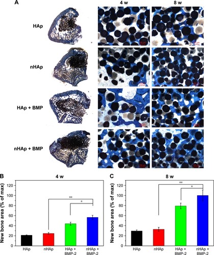 Figure 6 Histological images of newly formed bone in femoral bone defect at 4 and 8 weeks after operation (A). The percentage of new bone area assessed at 4 (B) and 8 weeks (C) after implantation by histomorphometric analysis. All the new bone area data were normalized to the percentage of maximum new bone area value. *Significant differences, P < 0.05; scale bar = 100 μm. **Significant differences, P < 0.01.Abbreviations: BMP-2, bone morphogenetic protein-2; HAp, hydroxyapatite; nHAp, nanostructured HAp; w, weeks.