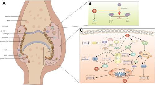 Figure 1 The anti-articular effect of QUE on RA in pre-clinical studies. (A): Rheumatoid arthritis joint. (B): The immune-regulatory effect of QUE on RA: QUE regulated Th17/Treg cell balance, decreased Th17 cells-related cytokines (IL-17A, IL-21 and IL-23), increased Treg cells-related cytokines (IL-10 and TGF-β), and reduced the autoantibodies levels. (C): The anti-inflammatory and bone protective mechanisms of QUE on RA: Anti-inflammatory effect: QUE decreased pro-inflammatory cytokines (TNF-α, IL-1β, IL-6, IL-8, PGE2, COX-2, iNOS, and prepro-ET-1) by regulating MAPKs (ERK, p38, JNK), NF-κB and Nrf2/HO-1 signaling pathway as well as lncRNA XIST/miR-485/PSMB8 axis; QUE decreased gp91phox expression, increased GSH levels through regulating Nrf2/HO-1 signaling pathway, indicating the participation of HO-1 in the anti-inflammatory effect of QUE; QUE inhibited FLS proliferation via inhibiting the activation of intracellular MAPKs (ERK, p38, JNK) and NF-κB signaling pathways; QUE inhibited the migration and invasion of FLS, which might be related to the up-regulatory effect on miR-146a and the down-regulatory effect on the downstream target GATA6; Besides, QUE upregulated lncRNA MALAT1, inducing the inhibitory effect on the activation of PI3K/AKT signaling pathway, leading to caspase-3, caspase-9, and Bax elevated, Bcl-2 diminished, the Bcl-2/Bax ratio decreased, ultimately to promote RAFLS apoptosis; QUE could also enhance p53 phosphorylation at ser15, leading to caspase-3 and caspase-9 activated, Bcl-2 expression diminished, Bax expression elevated, the Bcl-2/Bax ratio decreased, caused a loss in mitochondrial membrane potential, and enhanced the subsequent release of cytochrome c from mitochondria in FLS, ultimately to promote RAFLS apoptosis. Bone-protective effect: QUE suppressed RANKL expression of FLS by regulating mTOR, ERK, IκB-α and AMPK signaling pathway. QUE inhibited MMP-1 and MMP-3 expression of FLS via suppressing the activation of MAPKs (ERK, p38, JNK) and NF-κB signaling pathway.