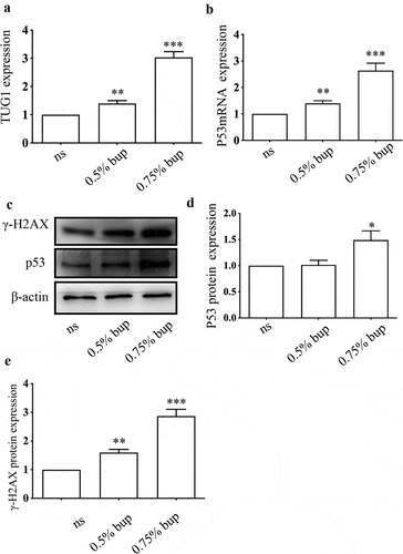 Figure 8. Expression of TUG1, P53 mRNA and protein, γ- H2AX protein in DRG of lumbosacral region of mice after intrathecal injection of bup. (a&b): Bup increased TUG1 and p53 mRNA expression in DRG tissues of mice. We injected 0.9% normal saline, 0.5% bup into the subarachnoid space of mice to simulate clinical subarachnoid anesthesia, DRG of T10-L5 were separated after 30 minutes, the expression of lncRNA TUG1 and mRNA p53 was detect by Q-PCR (n = 3), One-way ANOVA with Tukey’s test analysis, vs ns, **P < 0.01, ***P < 0.001. (c-e): Bup increased p53 and γ- H2AX protein expression in DRG tissues of mice. We injected normal saline, 0.5% bup, 0.75% bup into the subarachnoid space of mice, DRG of T10-L5 were separated after 30 minutes, the expression p53 and γ- H2AX protein expression was detect by western blot (n = 3), One-way ANOVA with Tukey’s test analysis, vs ns, *P < 0.05, **P < 0.01, ***P < 0.001.