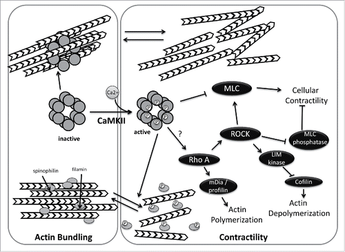 Figure 2. Regulation of actin dynamics by CaMKII. In its inactive state, CaMKII directly mediates actin bundling. Activation of CamKII, by calmodulin binding and subsequent phosphorylation reduces actin bundling by preventing CamKII-actin associations and by CaMKII-mediated phosphorylation of spinophilin and/or filamin. In addition, active CamKII impacts cellular contractility, either negatively (by phosphorylation and inhibition of myosin light chain kinase) or positively (by activating RhoA). CaMKII activation may thus act as a switch that alters global actin dynamics.