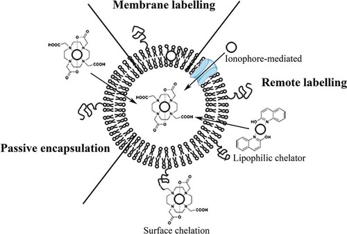 Figure 3. Schematic overview of the three radiolabelling approaches. Passive encapsulation of the radionuclides during preparation using a chelator (DOTA), liposomal membrane labelling during preparation of the liposomes, remote loading of radionuclides into preformed liposomes via ionophores or using lipophilic chelators (2-hydroxyquinoline), and surface labelling after incorporation of a chelator (DOTA) to the lipid bilayer or PEG are shown. In this figure, radionuclides are represented by the open circles.
