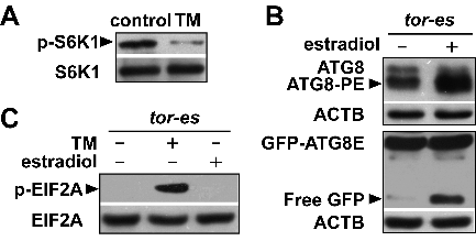 Figure 4. TM caused TOR (target of rapamycin) inactivation, which induced autophagy, not activation of the GCN2 pathway. (A) TM-induced TOR inactivation. TOR activity was based on the phosphorylation level of S6K1 (p-S6K1). Total proteins extracted from 10-day-old seedlings expressing HA-tagged S6K1 were treated without (control) or with TM (0.1 mg/L) for 24 h, and analyzed by immunoblot with anti-p-S6K1 and anti-HA (S6K1) antibodies. S6K1 was used as a loading control. (B) Determination of autophagy after TOR inhibition. Autophagy was measured as the accumulation of processed ATG8 (ATG8-PE) in estradiol-induced TOR RNAi line (tor-es), and free GFP in the tor-es line expressing GFP-ATG8E, both of which were treated without or with estradiol (20 ?M) for 24 h. ACTB served as loading controls. (C) Determination of GCN2 activity after TOR inhibition. GCN2 activity was measured as the amount of phosphorylated EIF2A in the tor-es seedlings, which were untreated (control), treated with estradiol (20 ?M), or treated with TM (0.1 mg/L) for 24 h. Total EIF2A served as a loading control.