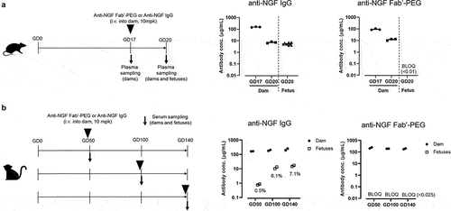 Figure 3. Comparison of placental transfer of anti-NGF Fab’-PEG and anti-NGF IgG in rats and NHPs. (a) Scheme of the study design used to evaluate placental transfer in pregnant rats and the concentration of anti-NGF IgG or anti-NGF Fab’-PEG in plasma from rat dams and fetuses. Data are expressed as individual values and the mean ± SEM of 3 dams or 9 fetuses in each group. (b) Scheme of the study design used to evaluate placental transfer in pregnant cynomolgus monkeys and the concentration of anti-NGF IgG or anti-NGF Fab’-PEG in serum from cynomolgus monkey dams and fetuses. Data are expressed as individual values and the mean of 2 dams or 2 fetuses in each group. % values represent the proportion of the concentration of anti-NGF IgG in fetuses to dams.