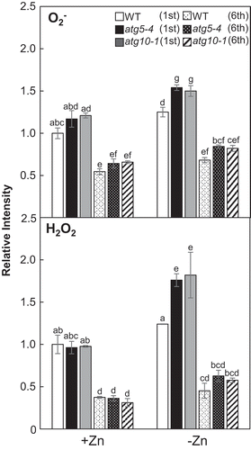 Figure 6. O2– and the H2O2 levels in atg mutants under Zn limitation. O2– levels and H2O2 levels in the first and sixth leaves were quantified by NBT and DAB staining, respectively. Values are given as means ± SE (n = 3). Statistical analysis was performed by ANOVA followed by Tukey’s test. Values with the same letters are not significantly different from each other (P < 0.05).