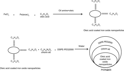 Figure 1 Two steps process for synthesizing the PION@E6.Abbreviations: DSPE-PEG200, 2-distearoyl-sn-glycero-3-phosphoethanolamine-N-[methoxy(polyethylene glycol)-2000]; PION@E6, PEGylated iron oxide nanoparticles.