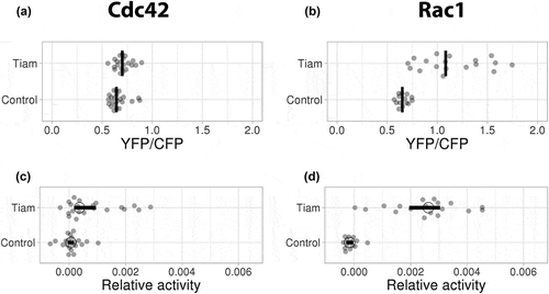 Figure 5. Ectopic expression of TIAM exclusively activates Rac1