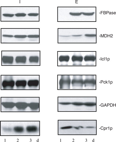 Fig. 4.  Levels of extracellular FBPase, MDH2, GAPDH, and Cpr1p vary depending on the duration of starvation. Wild-type cells were grown in media containing low glucose for 1d, 2d, and 3d. The distribution of FBPase, MDH2, Icl1p, Pck1p, GAPDH, and Cpr1p in the intracellular (I) and extracellular (E) fractions was determined. Representative data from 3 experiments are shown.