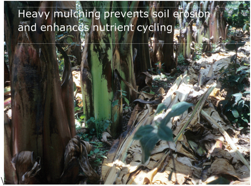 Figure 3. Heavy mulching with enset leaves to prevent soil erosion and enhance nutrient cycling.