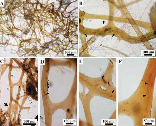 Figure 4. Sarcotragus spinosulus. LM photo-micrographs of the skeleton. (A). General view of fibrous and filamentous dissociated skeletal network with main ascending primary fibres, more or less radial, joining at nodes with thinner secondary fibres and cribrose plates (see Figure 5). (B). Irregular reticulate anisotropic fibrous network and dissociated thick- and thin-knob filaments (detail of a); arrowheads indicate knobs.(C). Primaries with cribrose plate as joining node (bottom) (arrow) bearing several secondaries. (D-F). Joining nodes and secondaries (detail of C). (E). Cribrose plate. (D-F). A few siliceous monaxial spicules (indicated by arrowheads) embedded in the axis of the fibre