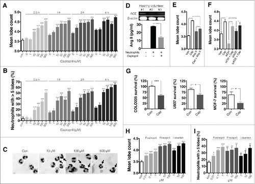 Figure 1. ACEis and AGTR1 antagonist induce hypersegmentation of human neutrophils and enhance neutrophil cytotoxicity against tumor cells. (A)–(C) Neutrophils were stimulated with different concentrations of captopril. (A) Mean lobe counts of neutrophils stimulated with captopril. n = 10 donors; ** p < 0.01 compared to zero values in each time point; *** p < 0.001 compared to zero values in each time point. (B) Percentage of hypersegmented neutrophils after stimulation with captopril. n = 10 donors; ** p < 0.01 compared to zero values in each time point; ***p < 0.001 compared to zero values in each time point. (C) Representative images of Wright-Geimsa staining of neutrophils stimulated with captopril for 4 h. Hypersegmented neutrophils are denoted by arrows. (D) Top, RT-PCR analysis of ACE expression in human neutrophils: representative pictures from three healthy volunteers. Bottom, Ang II concentration in conditioned medium from neutrophils treated with either vehicle or 500 μM captopril. n = 5 donors; ***p < 0.001. (E) Mean lobe counts of neutrophils exposed to 500 μM captopril in the presence or absence of 100 nM AngII. n = 3 donors; ***p < 0.001. (F) Mean lobe counts of neutrophils subjected to ACE silencing. Neutrophils were treated with control siRNA (siCtrl) or siRNA specific for ACE (siACE) for 24 h and were further stimulated with 500 μM captopril for 4 h. Vehicle (Veh) denotes neutrophils without any stimulation. n = 3 donors; ***p < 0.001. (G) Percentage of tumor cells that survived after exposure to neutrophils. Calcein-AM-stained tumor cells were exposed to neutrophils at a ratio of 1:10 for 8 h. n = 3 donors; *p < 0.05; ***p < 0.001. (H), (I) The effect of Ang II inhibition on neutrophil hypersegmentation. Neutrophils were stimulated with either losartan, enalapril or fosinopril for 4 h. n = 3 donors; ***p < 00.001 versus vehicle. All results are shown as means ± SEMs.