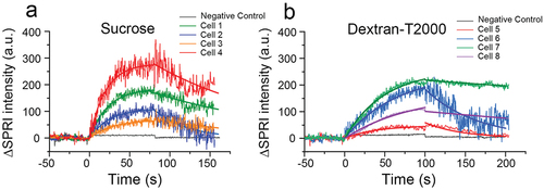 Figure 3. Sensorgrams of single bacterial cells exposed to 0.1 mg/mL sucrose (a) and 0.02 mg/L dextran (b) solutions, and the fitting curves of the bacterial SPRI signals according to formulas (5) and (9) in .Section 2.3.1