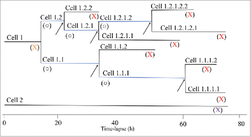 Figure 2. The structure of two typical cell trees. Cell 1 divides approximately 15 h after initiation of the time-lapse experiment, resulting in the two daughter cells 1.1 and 1.2. Their fates are different, as can be seen in the cell tree i.e. cells 1.1 and 1.2 divide after different times. Blue lines indicate cells that go through an entire cell cycle (○) during the time-lapse experiment. Cell 2 does not divide at all during the time-lapse experiment (X). The entire cell cycle was not obtained for all cells of different reasons. (X) Cells where there is no information on when the cell cycle started i.e. division of the mother cell. (X) Cells where there is no information on when the cell divided. The arrow points to the last division of each branch. For each cell, the cell cycle time, the motility, and the migration between divisions were extracted from the data. The symbols are used in Figs 3, 6, 7, and 8 and described in Table 1.