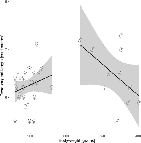 Figure 1. Regression analysis of oesophageal length for bodyweight, sex, and their interaction. Male [Mars symbol] (n=11) and female [Venus symbol] (n = 30) symbols represent individual measurements. Black lines indicate regression lines of oesophageal length by bodyweight with sex as a moderator that has an interaction effect on bodyweight. Shaded area depicts the 95% confidence interval of the regression. The assumption of normality within the two sexes (W = 0.953, P = 0.208 for females and W = 0.946, P = 0.595 for males) is met.