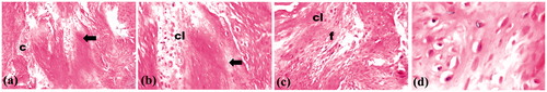 Figure 9. Photographs of control rat femur showing empty lacunae (→), collagen fibers (c), osteoclasts (cl) and fibroblasts (f) in area of healing at magnifications of (a) 16×, (b) 40×, (c) 64× and (d) 160×.