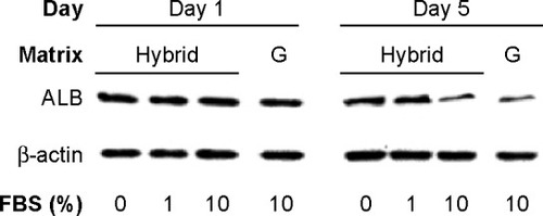 Figure 6 The ALB expression of hepatocytes after day 1 and after day 5.Notes: The ALB expression was confirmed using Western blot analysis and compared with the expression of the housekeeping β-actin.Abbreviations: ALB, albumin; G, gelatin; FBS, fetal bovine serum.