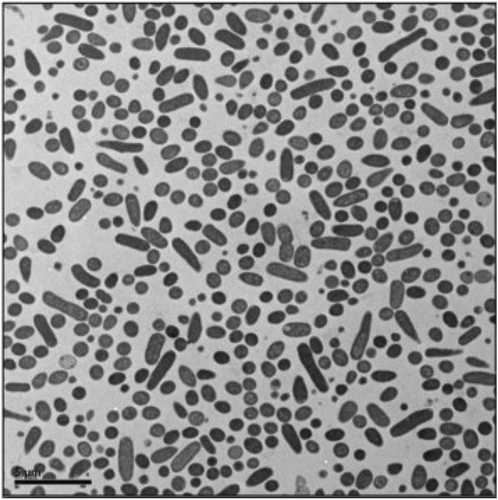 Figure 2. Transmission electron micrograph of Escherichia coli (0157:H7; ATCC: 35,150) (Pandey et al., Citation2014 ).