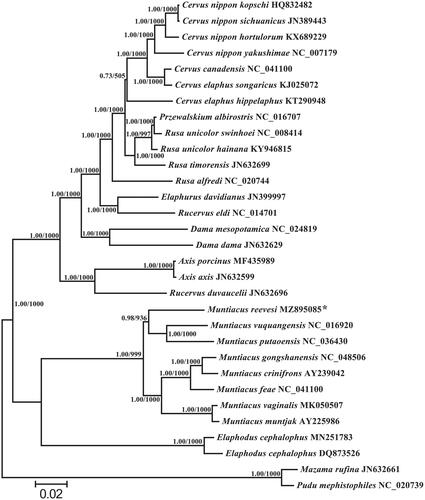 Figure 1. Based on the nucleotide data set of 13 mitochondrial protein-coding genes, a phylogenetic tree of 30 reported mitogenome sequences between Cervinae and two Odocoileinae outgroups (Mazama rufina and Pudu mephistopheles) were established. The branch length and topology were derived from BI analysis. Numbers above branches specify posterior probabilities from Bayesian inference (BI) and bootstrap percentages from maximum likelihood (ML, 1000 replications) analyses. Tree topologies produced by Bayesian inferences (BI) and maximum likelihood (ML) analyses were equivalent. bootstrap support values for ML analyses and Bayesian posterior probability are shown orderly on the nodes. The asterisks indicate the new sequences generated in this study.
